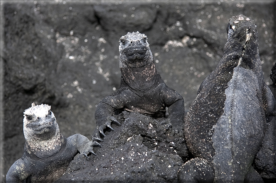 foto Flora e la fauna della Isole Galapagos